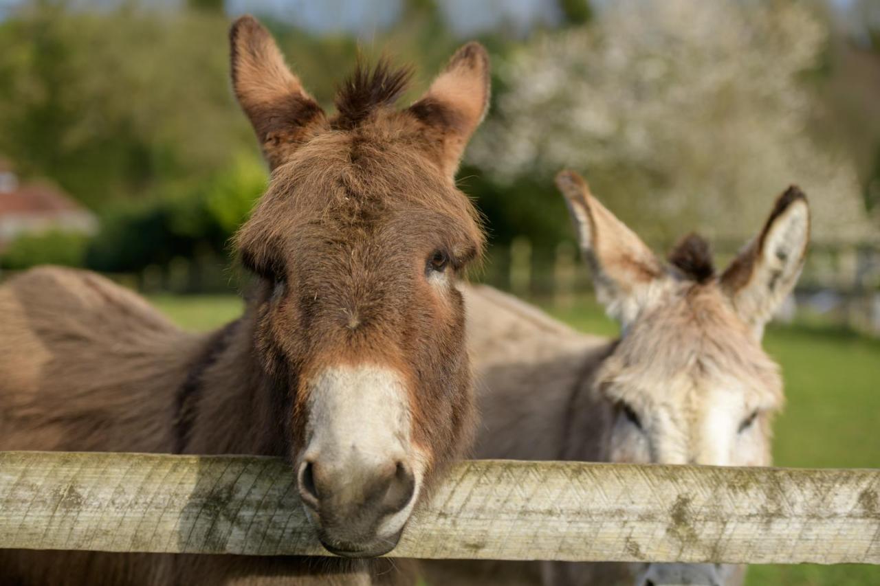 Luccombe Farm Holiday Cottages Milton Abbas Eksteriør bilde
